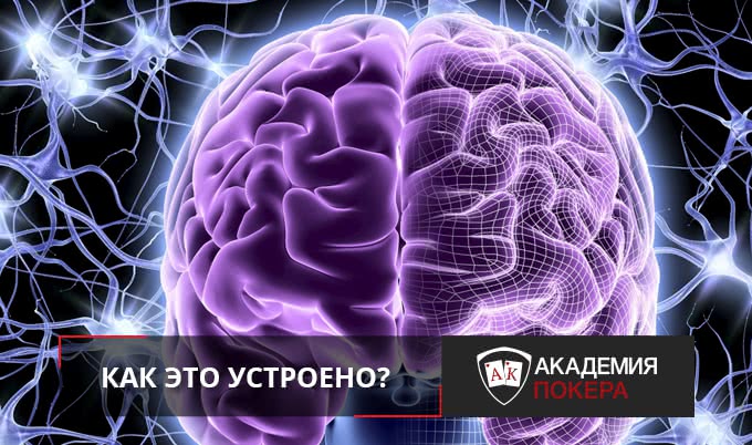 Как это устроено: индивидуальное обучение