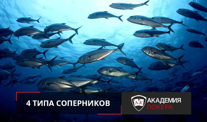 Как играть против фишей? 4 типа соперников