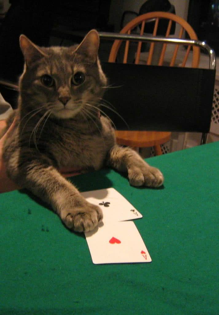 кот в покере